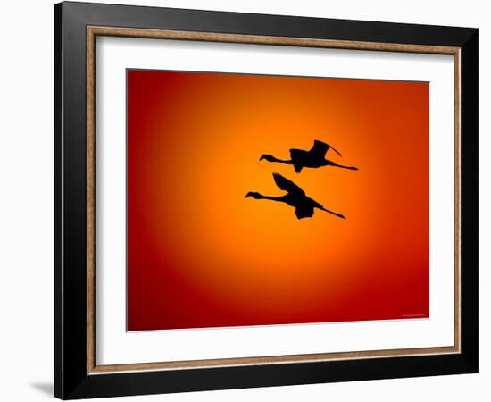Two Greater Flamingos Flying Across Sunset Sky, Namibia-Tony Heald-Framed Photographic Print