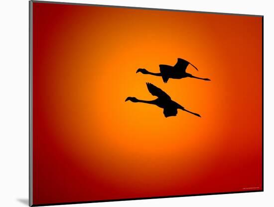 Two Greater Flamingos Flying Across Sunset Sky, Namibia-Tony Heald-Mounted Photographic Print