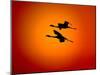 Two Greater Flamingos Flying Across Sunset Sky, Namibia-Tony Heald-Mounted Photographic Print