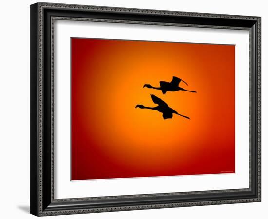 Two Greater Flamingos Flying Across Sunset Sky, Namibia-Tony Heald-Framed Photographic Print