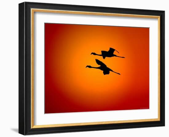Two Greater Flamingos Flying Across Sunset Sky, Namibia-Tony Heald-Framed Photographic Print