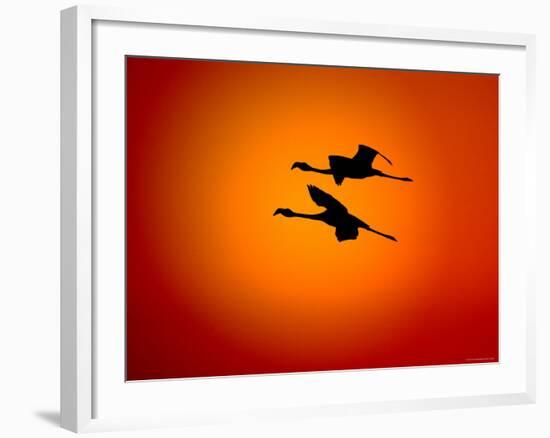 Two Greater Flamingos Flying Across Sunset Sky, Namibia-Tony Heald-Framed Photographic Print