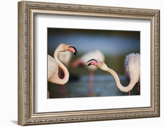 Two Greater Flamingos (Phoenicopterus Roseus) Fighting, Pont Du Gau, Camargue, France, April 2009-Allofs-Framed Photographic Print