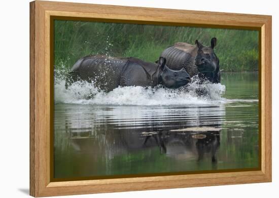 two greater one-horned rhinoceros splashing in river, nepal-karine aigner-Framed Premier Image Canvas