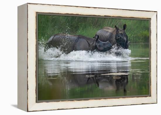 two greater one-horned rhinoceros splashing in river, nepal-karine aigner-Framed Premier Image Canvas