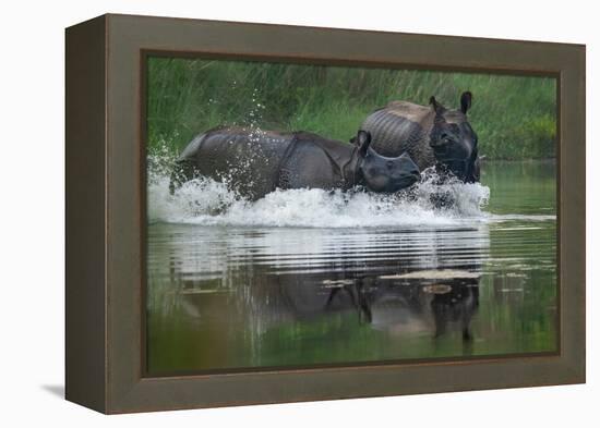 two greater one-horned rhinoceros splashing in river, nepal-karine aigner-Framed Premier Image Canvas