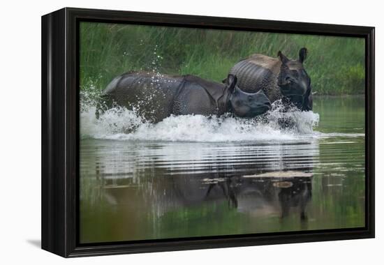 two greater one-horned rhinoceros splashing in river, nepal-karine aigner-Framed Premier Image Canvas