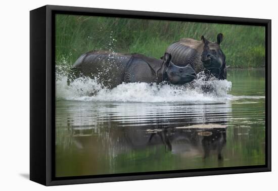 two greater one-horned rhinoceros splashing in river, nepal-karine aigner-Framed Premier Image Canvas