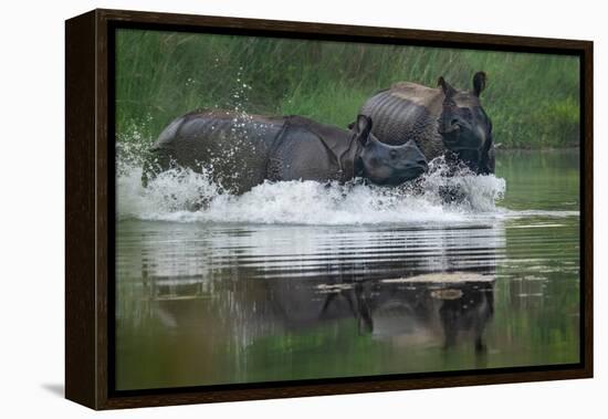 two greater one-horned rhinoceros splashing in river, nepal-karine aigner-Framed Premier Image Canvas