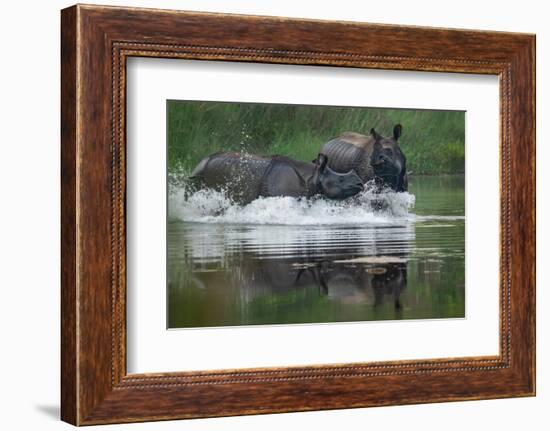 two greater one-horned rhinoceros splashing in river, nepal-karine aigner-Framed Photographic Print