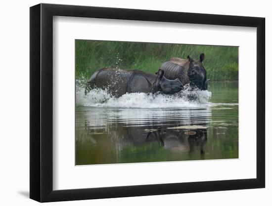 two greater one-horned rhinoceros splashing in river, nepal-karine aigner-Framed Photographic Print