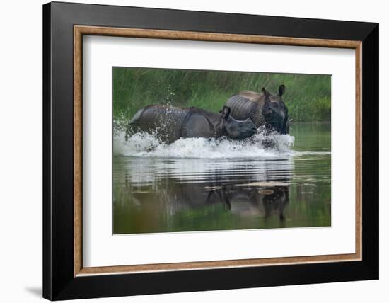 two greater one-horned rhinoceros splashing in river, nepal-karine aigner-Framed Photographic Print