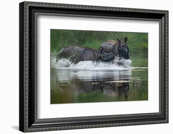 two greater one-horned rhinoceros splashing in river, nepal-karine aigner-Framed Photographic Print