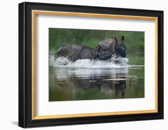 two greater one-horned rhinoceros splashing in river, nepal-karine aigner-Framed Photographic Print