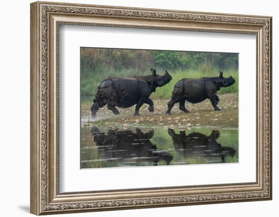 two greater one-horned rhinoceros walking out of river, nepal-karine aigner-Framed Photographic Print