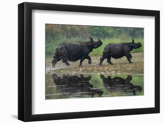 two greater one-horned rhinoceros walking out of river, nepal-karine aigner-Framed Photographic Print