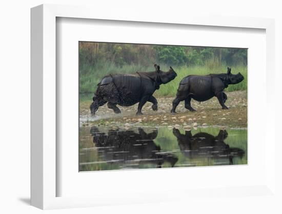 two greater one-horned rhinoceros walking out of river, nepal-karine aigner-Framed Photographic Print