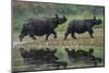 two greater one-horned rhinoceros walking out of river, nepal-karine aigner-Mounted Photographic Print