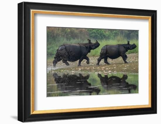 two greater one-horned rhinoceros walking out of river, nepal-karine aigner-Framed Photographic Print