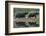 two greater one-horned rhinoceros walking out of river, nepal-karine aigner-Framed Photographic Print