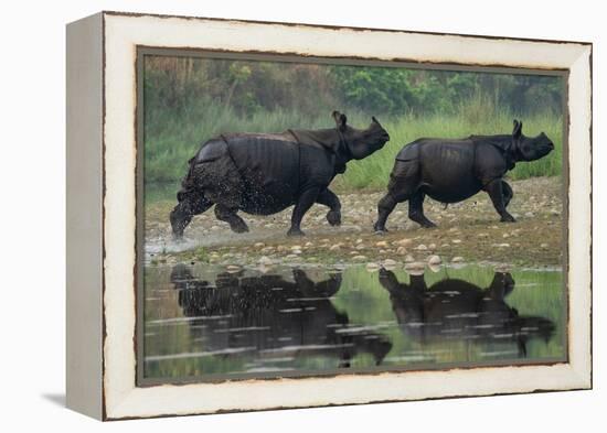 two greater one-horned rhinoceros walking out of river, nepal-karine aigner-Framed Premier Image Canvas