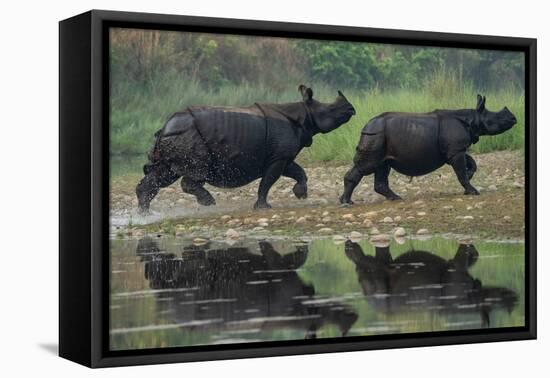 two greater one-horned rhinoceros walking out of river, nepal-karine aigner-Framed Premier Image Canvas