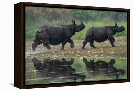 two greater one-horned rhinoceros walking out of river, nepal-karine aigner-Framed Premier Image Canvas