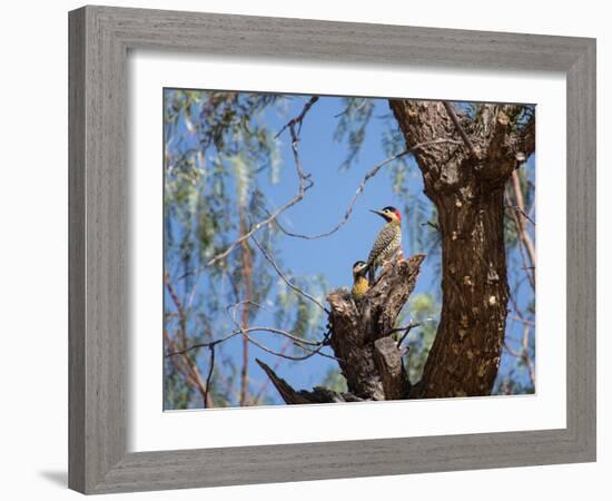 Two Green Barred Woodpeckers Perching in a Tree-Alex Saberi-Framed Photographic Print