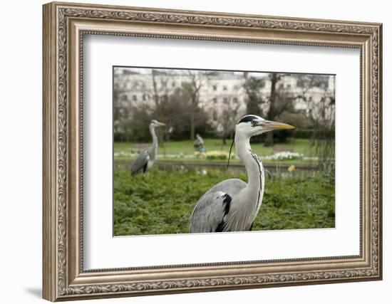 Two Grey Herons (Ardea Cinerea) Standing in Regent's Park, London, England, UK, April-Bertie Gregory-Framed Photographic Print