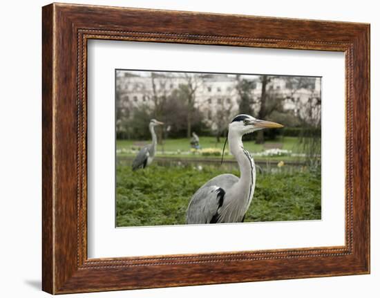 Two Grey Herons (Ardea Cinerea) Standing in Regent's Park, London, England, UK, April-Bertie Gregory-Framed Photographic Print