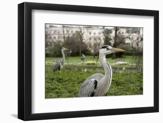 Two Grey Herons (Ardea Cinerea) Standing in Regent's Park, London, England, UK, April-Bertie Gregory-Framed Photographic Print