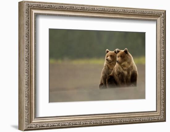 Two Grizzly bears, Lake Clark National Park, Alaska-Danny Green-Framed Photographic Print