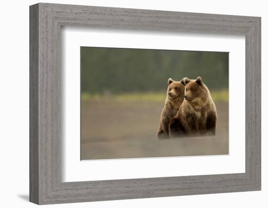 Two Grizzly bears, Lake Clark National Park, Alaska-Danny Green-Framed Photographic Print