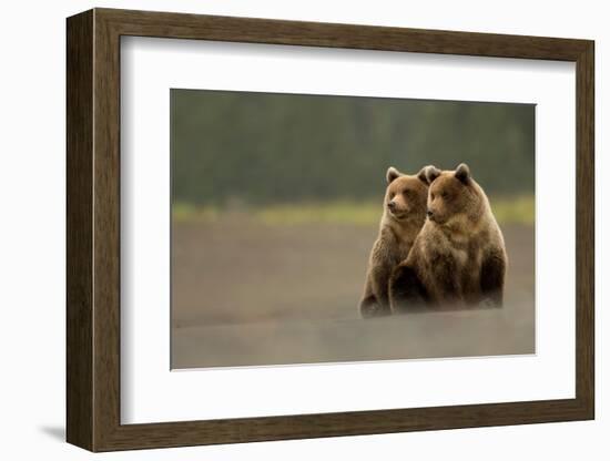 Two Grizzly bears, Lake Clark National Park, Alaska-Danny Green-Framed Photographic Print