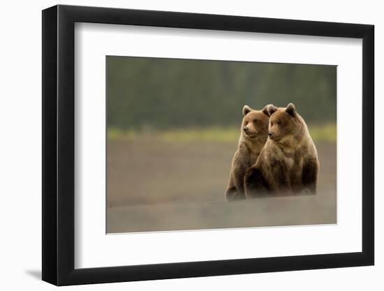 Two Grizzly bears, Lake Clark National Park, Alaska-Danny Green-Framed Photographic Print