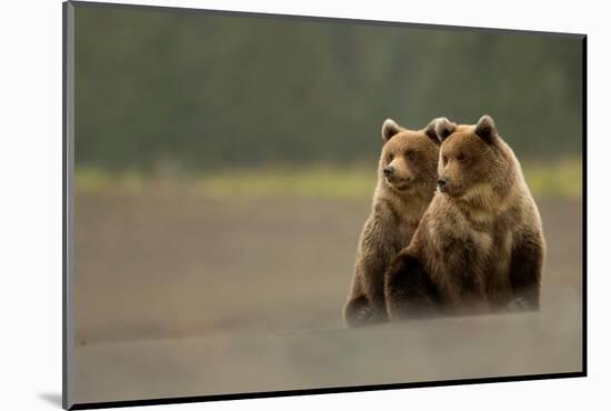 Two Grizzly bears, Lake Clark National Park, Alaska-Danny Green-Mounted Photographic Print