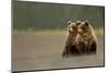 Two Grizzly bears, Lake Clark National Park, Alaska-Danny Green-Mounted Photographic Print