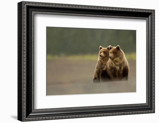 Two Grizzly bears, Lake Clark National Park, Alaska-Danny Green-Framed Photographic Print