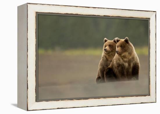 Two Grizzly bears, Lake Clark National Park, Alaska-Danny Green-Framed Premier Image Canvas