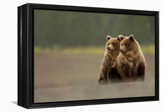 Two Grizzly bears, Lake Clark National Park, Alaska-Danny Green-Framed Premier Image Canvas