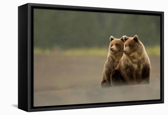 Two Grizzly bears, Lake Clark National Park, Alaska-Danny Green-Framed Premier Image Canvas