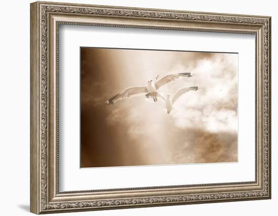 Two Gulls in Flight, Sky, Clouds, Sepia-Coloured-Alaya Gadeh-Framed Photographic Print