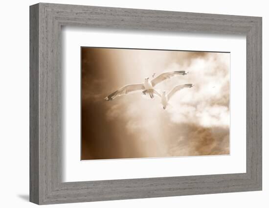 Two Gulls in Flight, Sky, Clouds, Sepia-Coloured-Alaya Gadeh-Framed Photographic Print