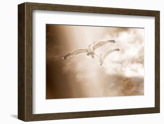 Two Gulls in Flight, Sky, Clouds, Sepia-Coloured-Alaya Gadeh-Framed Photographic Print