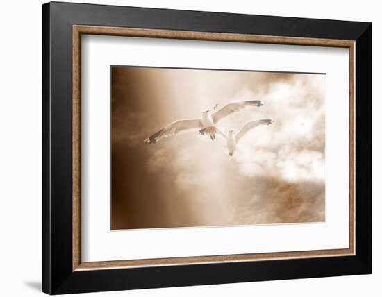 Two Gulls in Flight, Sky, Clouds, Sepia-Coloured-Alaya Gadeh-Framed Photographic Print