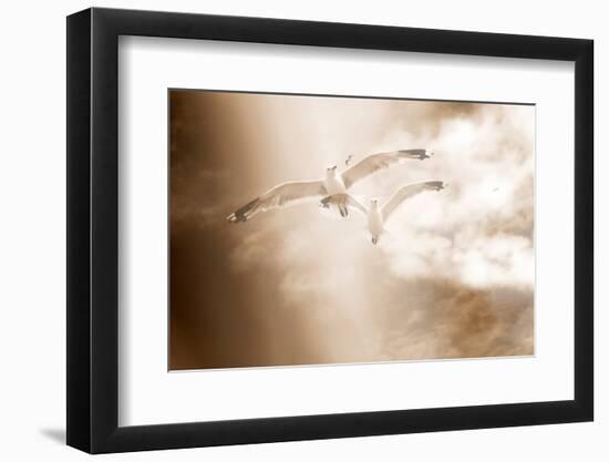 Two Gulls in Flight, Sky, Clouds, Sepia-Coloured-Alaya Gadeh-Framed Photographic Print