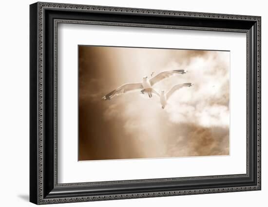 Two Gulls in Flight, Sky, Clouds, Sepia-Coloured-Alaya Gadeh-Framed Photographic Print