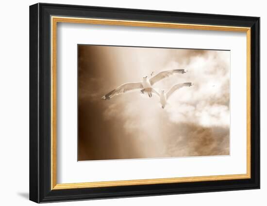 Two Gulls in Flight, Sky, Clouds, Sepia-Coloured-Alaya Gadeh-Framed Photographic Print