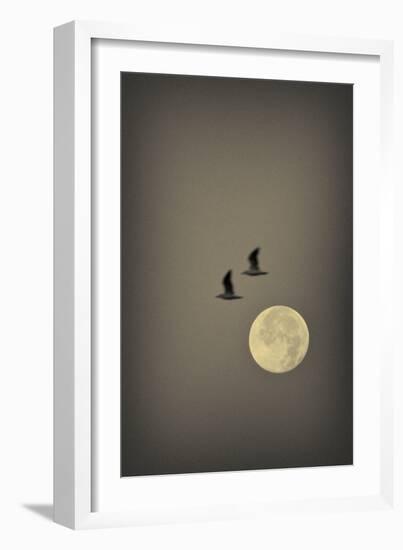 Two Gulls-Geoffrey Ansel Agrons-Framed Photographic Print