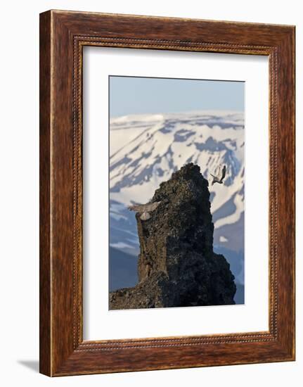 Two Gyrfalcons (Falco Rusticolus) in Flight, One Landing Other Taking Off, Myvatn, Iceland-Bergmann-Framed Photographic Print